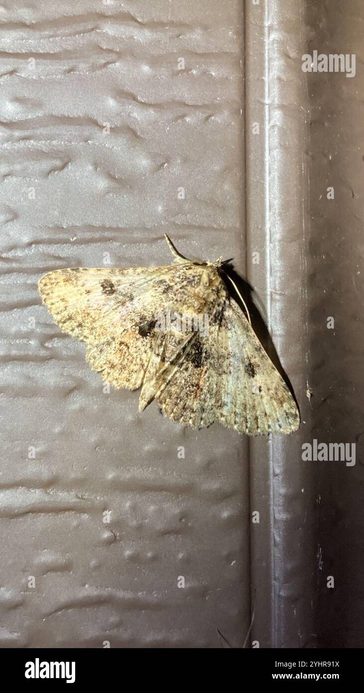 Pilzmotten (Metalectra discalis) Stockfoto