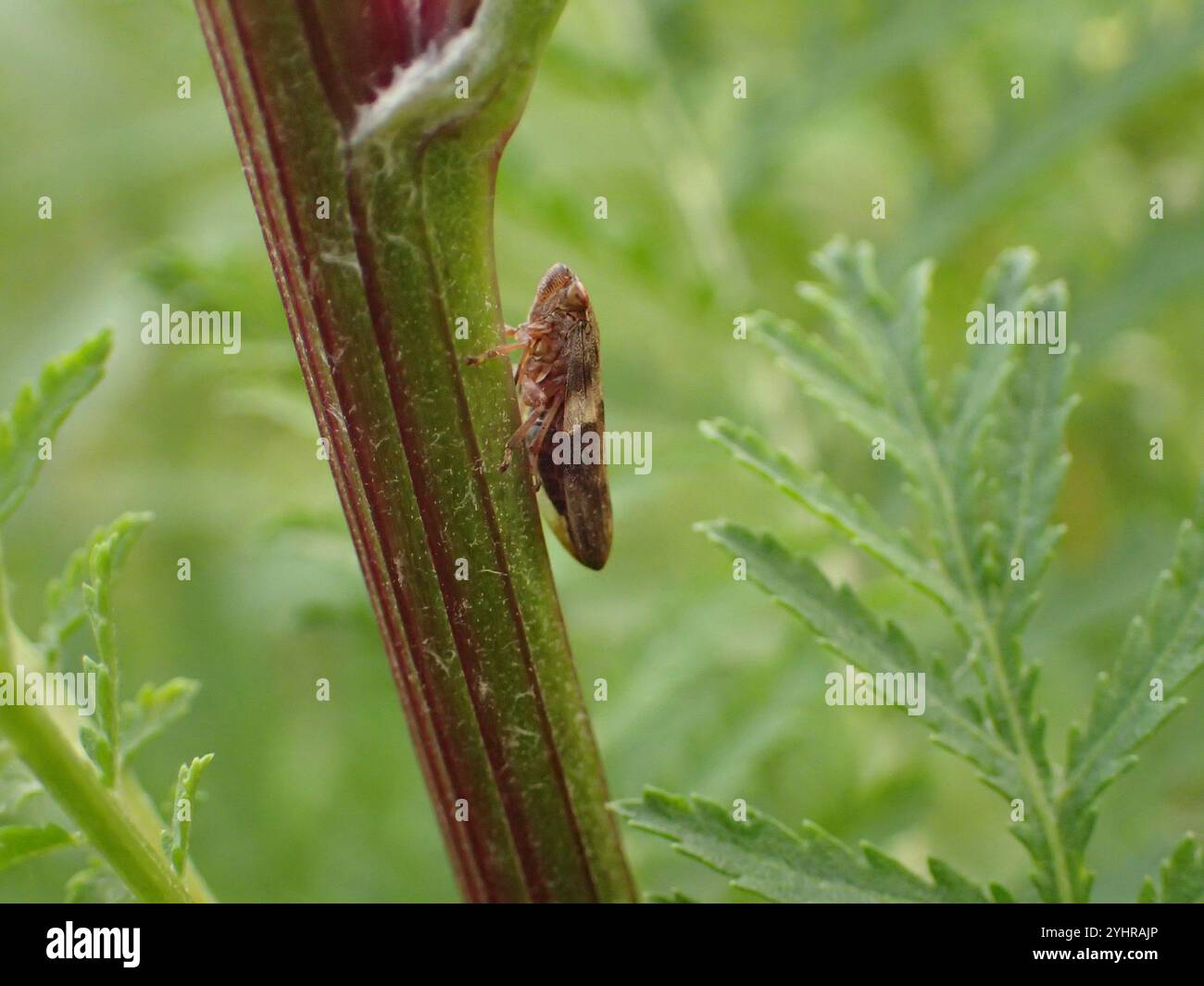 Erle Spittlebug (Aphrophora alni) Stockfoto