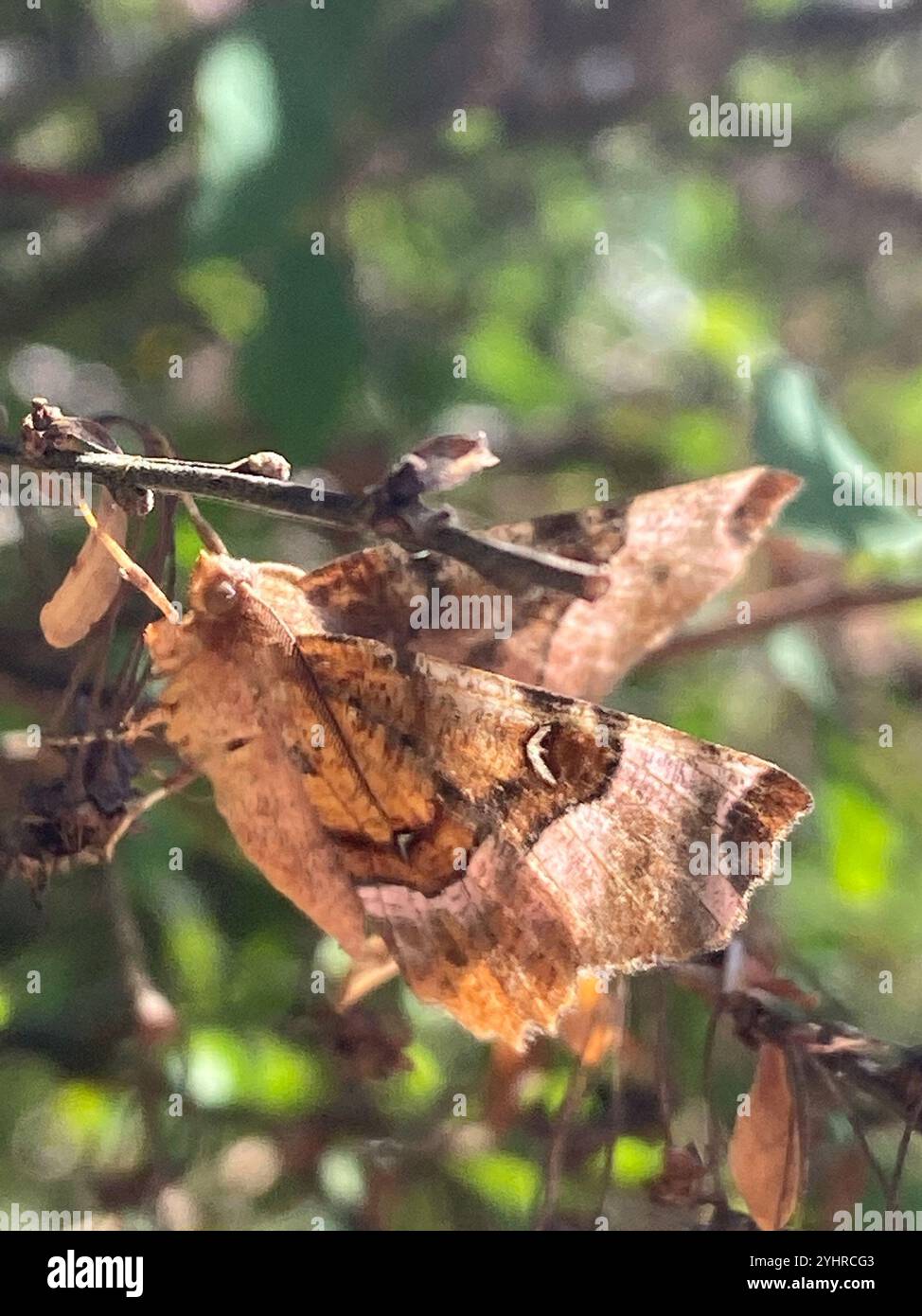 Lila Thorn (Selenia Tetralunaria) Stockfoto