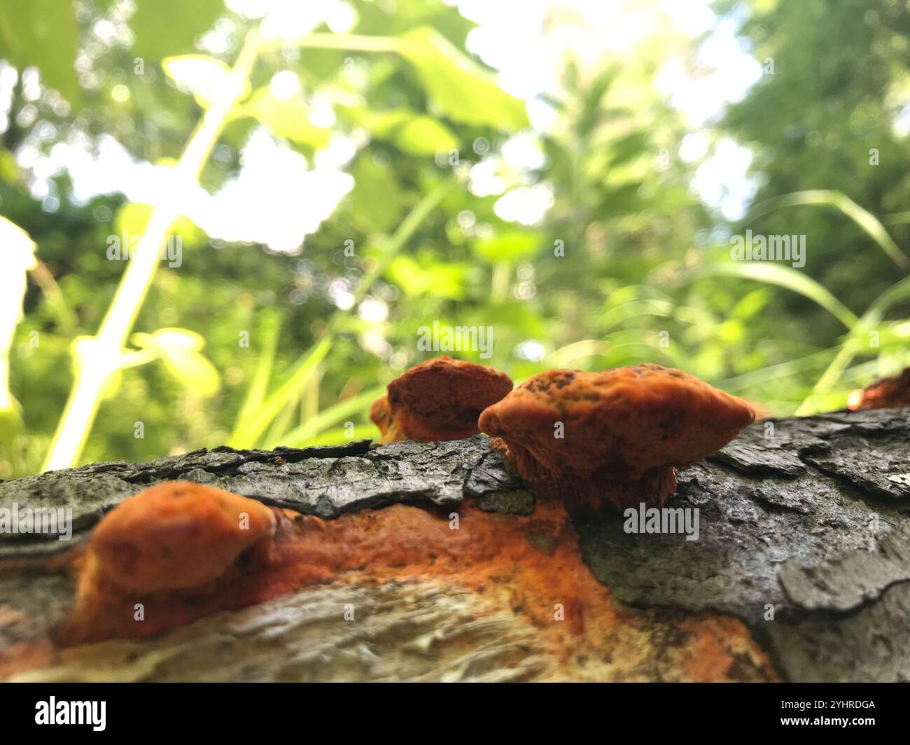 Nördliches Zinnober-Polypore (Trametes cinnabarina) Stockfoto
