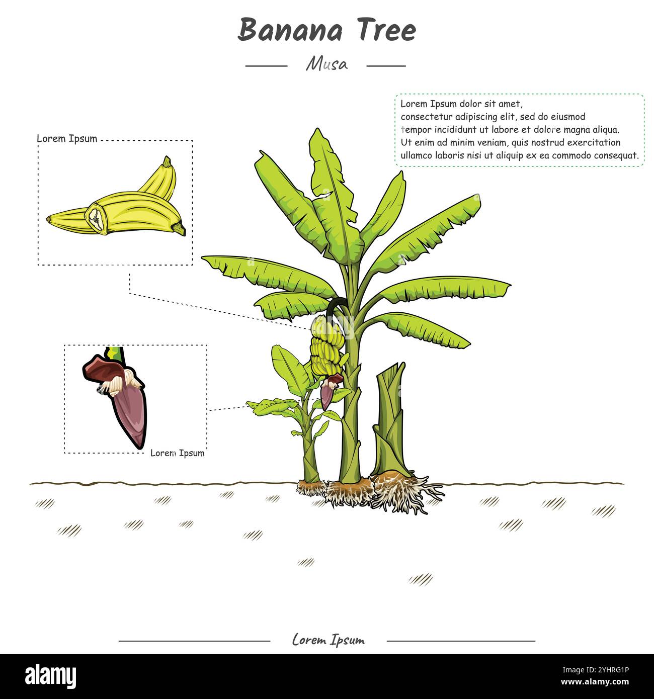 Teile einer Bananenbaum-Vorlage Stock Vektor