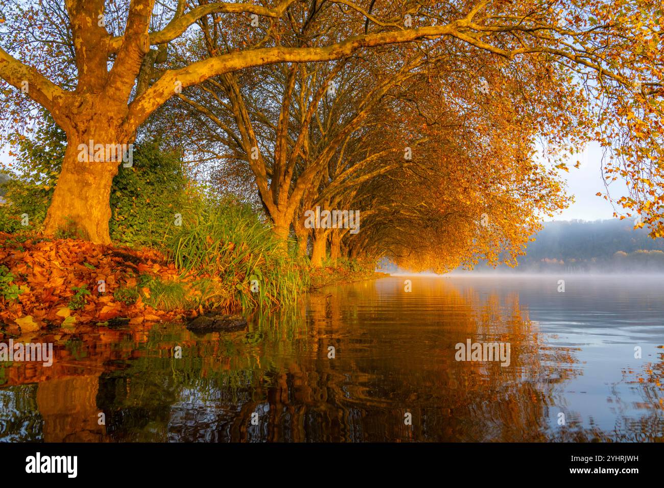 Herbstfarben an der Platanen Allee, Hardenberg Ufer, Seeweg am Baldeney See, bei Haus Scheppen, in Essen, NRW, Deutschland, Stockfoto