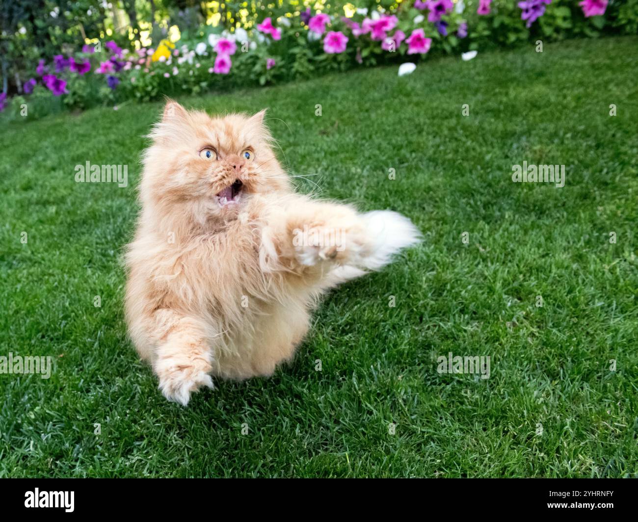 Eine flauschige orangene Katze mit ausdrucksstarkem Gesicht hebt ihre Pfote spielerisch auf einem grünen Rasen, mit Blumen im Hintergrund. Stockfoto