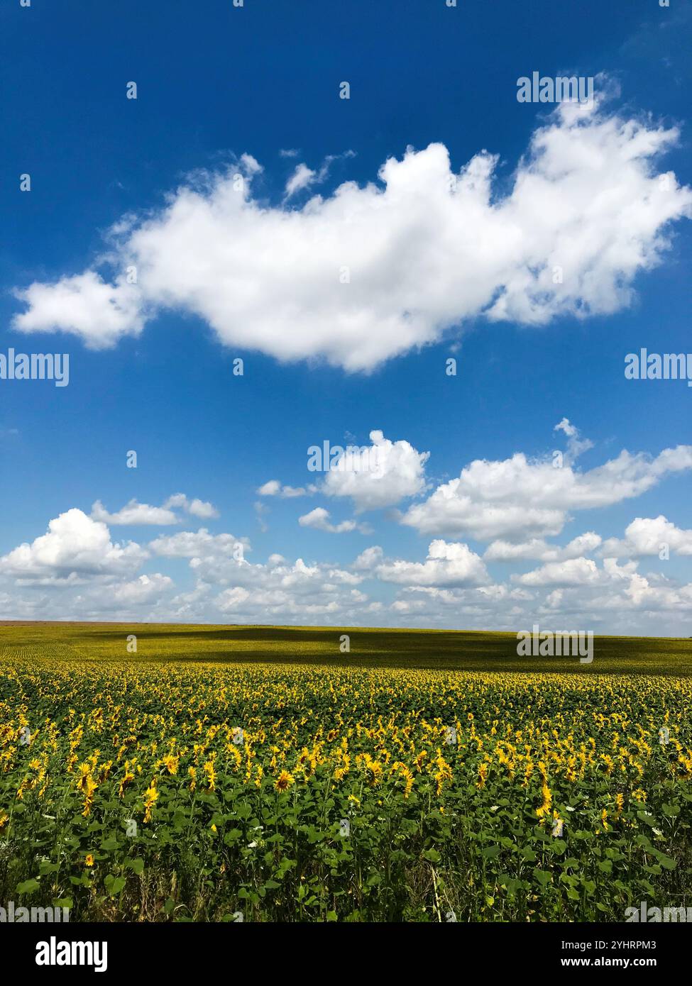 Ein pulsierendes Sonnenblumenfeld erstreckt sich bis zum Horizont unter einem klaren blauen Himmel, der von flauschigen weißen Wolken gesäumt ist, was an Ruhe und Schönheit von erinnert Stockfoto