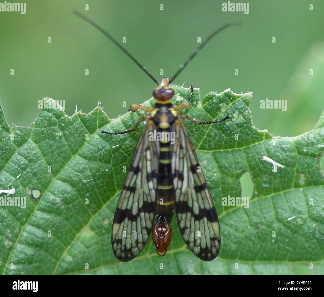 Gemeinsame Europäische Skorpionfliege (Panorpa communis) Stockfoto