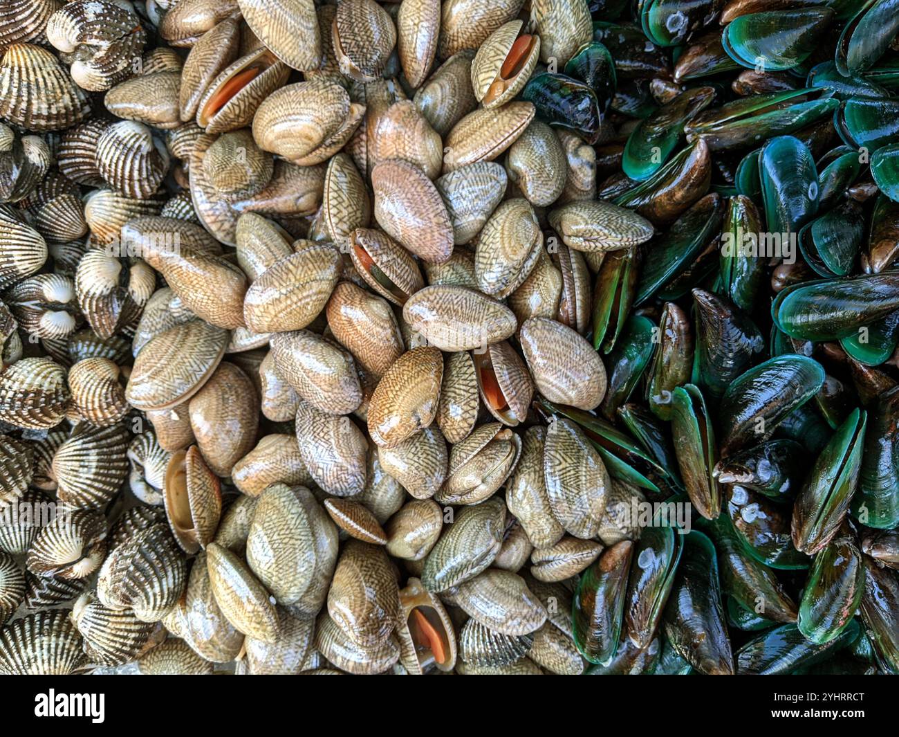 Frische rohe Muscheln, Muscheln und grüne Muscheln, Bangkok, Thailand Stockfoto