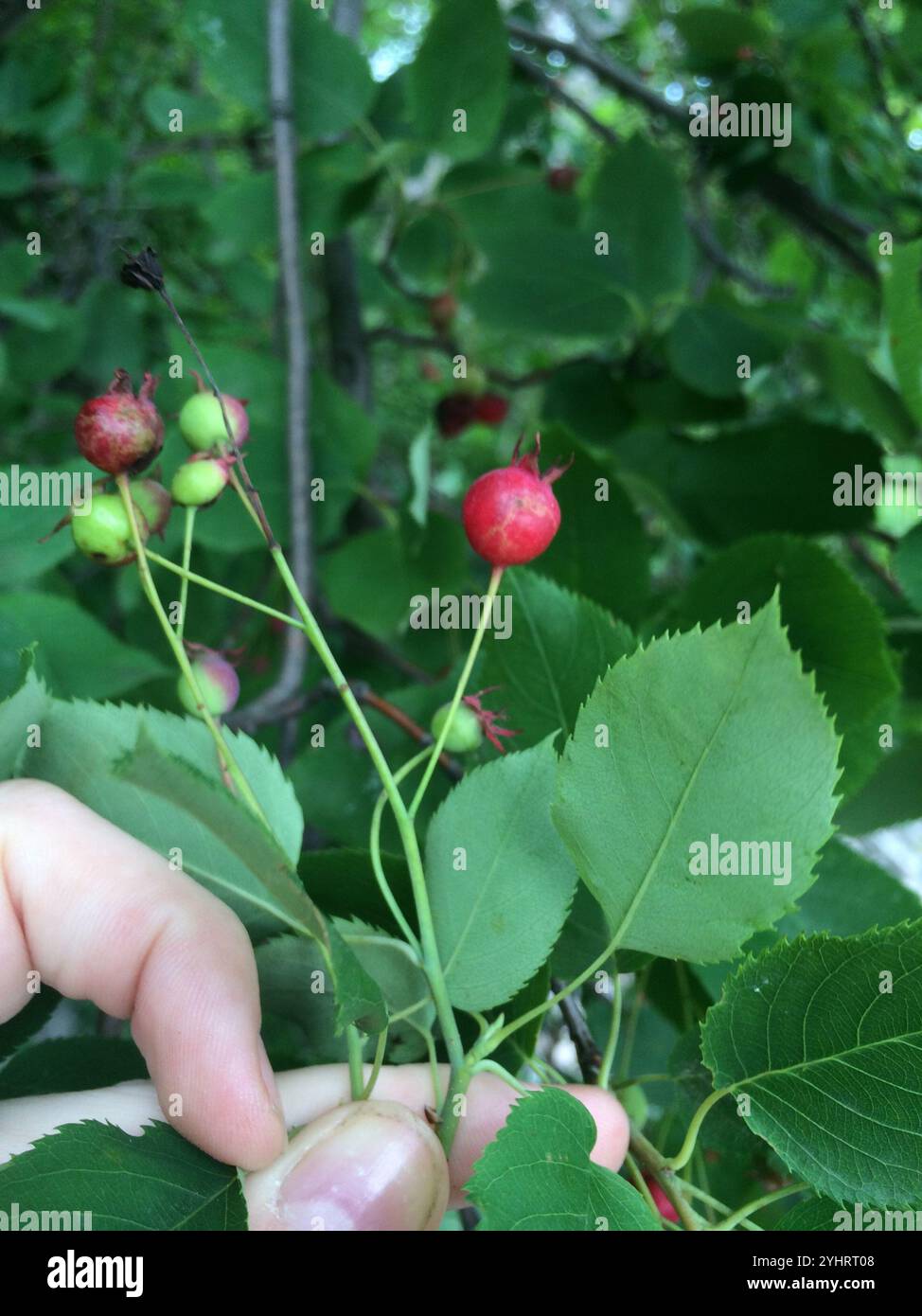 Glatter Schattenstrauch (Amelanchier laevis) Stockfoto