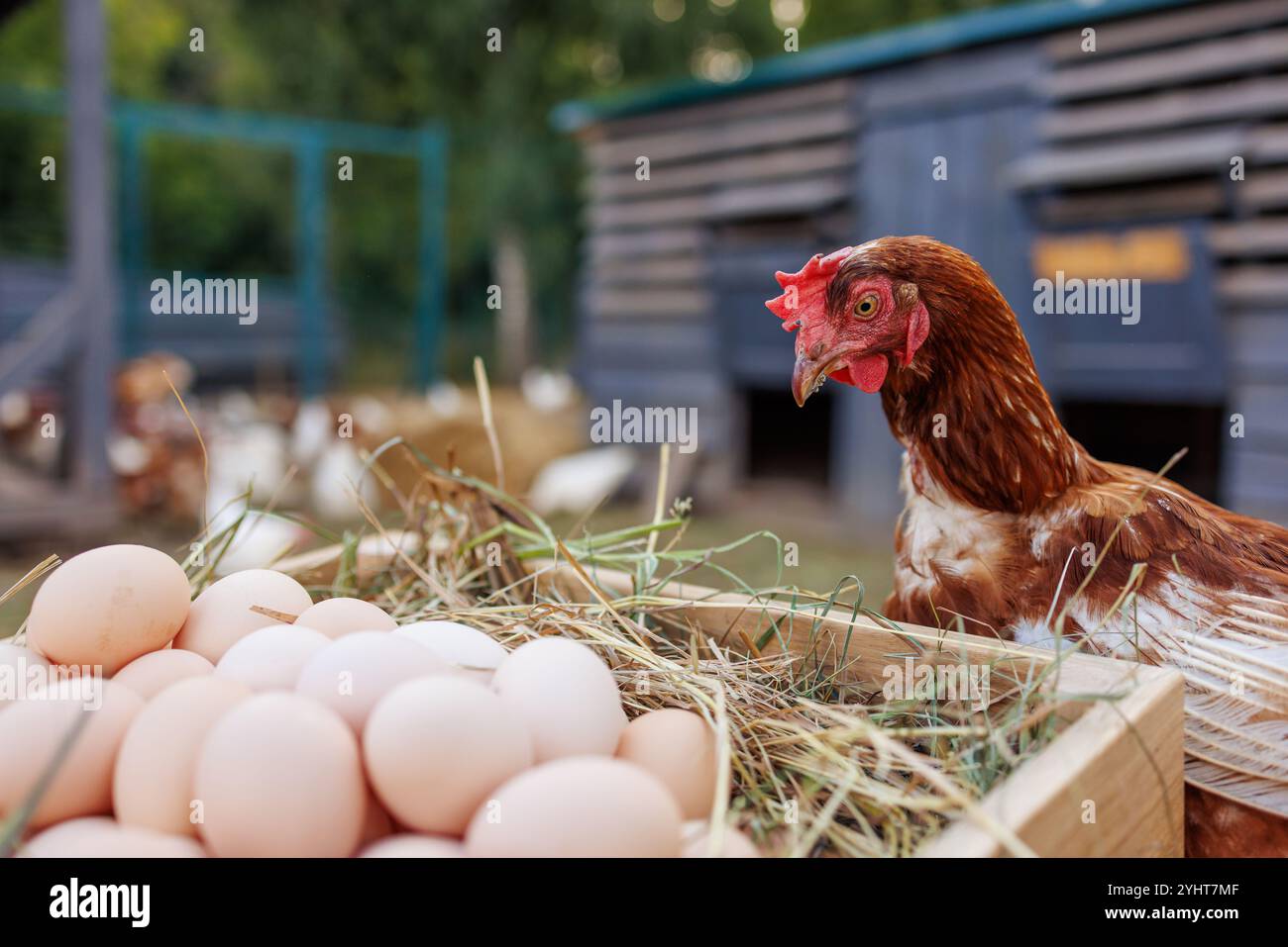 Ein braunes Huhn steht neben einer Holzkiste, gefüllt mit frischen Eiern, auf Heu. Im Hintergrund ist ein Bauernhof mit anderen Hühnern und einer Scheune V Stockfoto