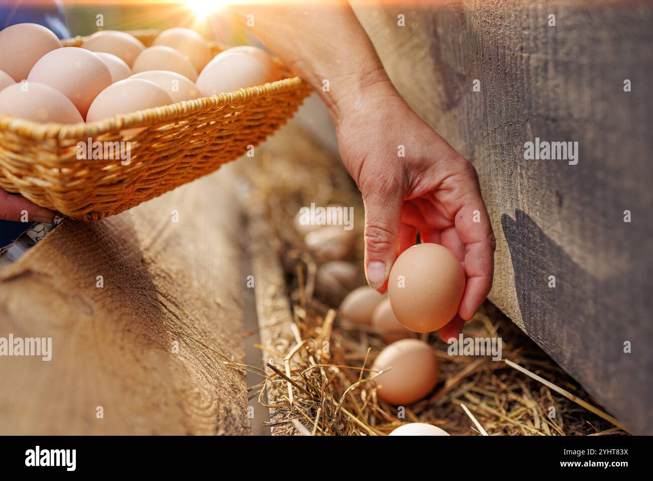 Mann, der Korb mit Eiern hält, Hühnerei in der Hand auf Geflügelfarm Hintergrund hält, frische Eier Sammlung Stockfoto