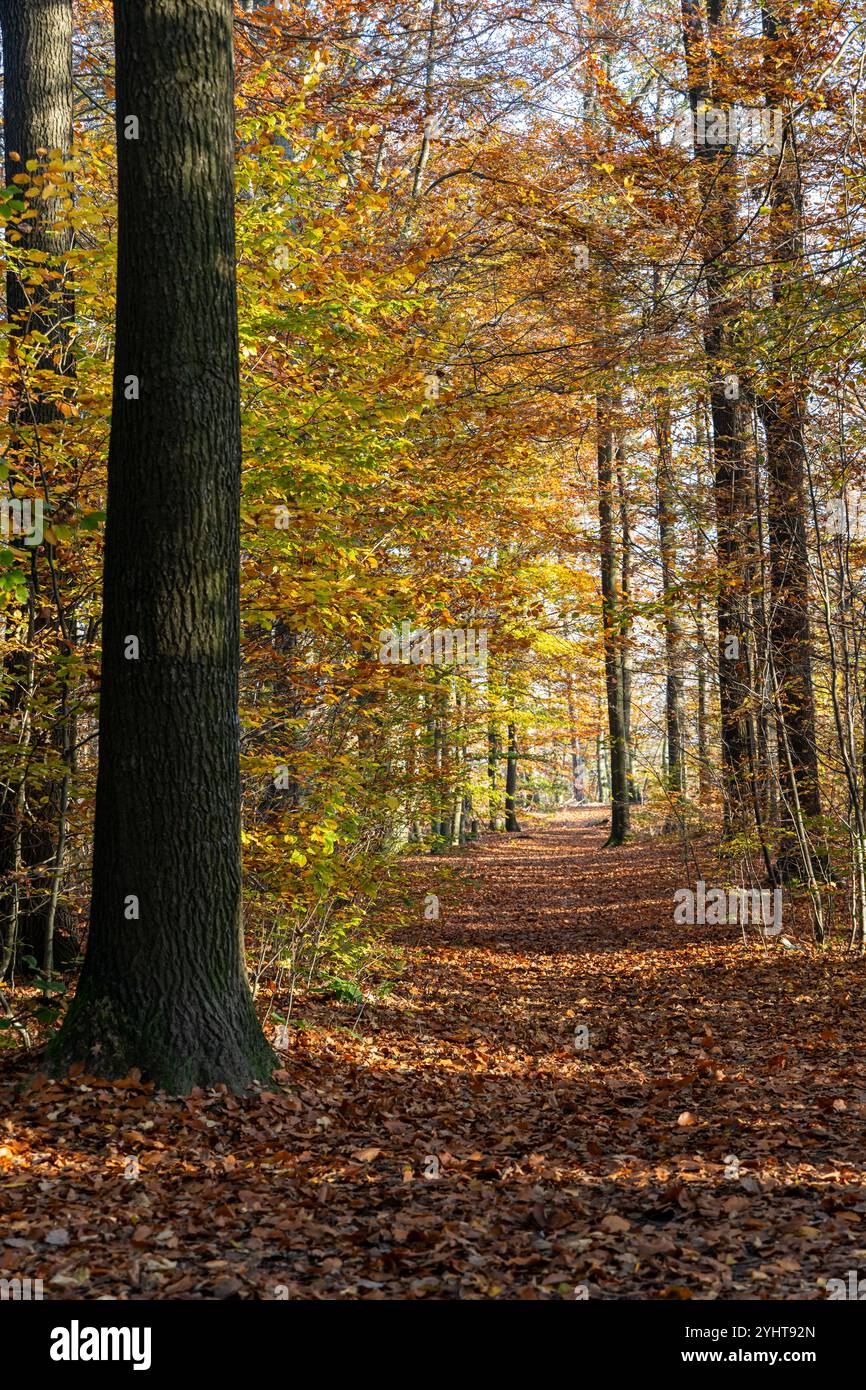 Herbstimpressionen aus der sächsischen Schweiz Stockfoto