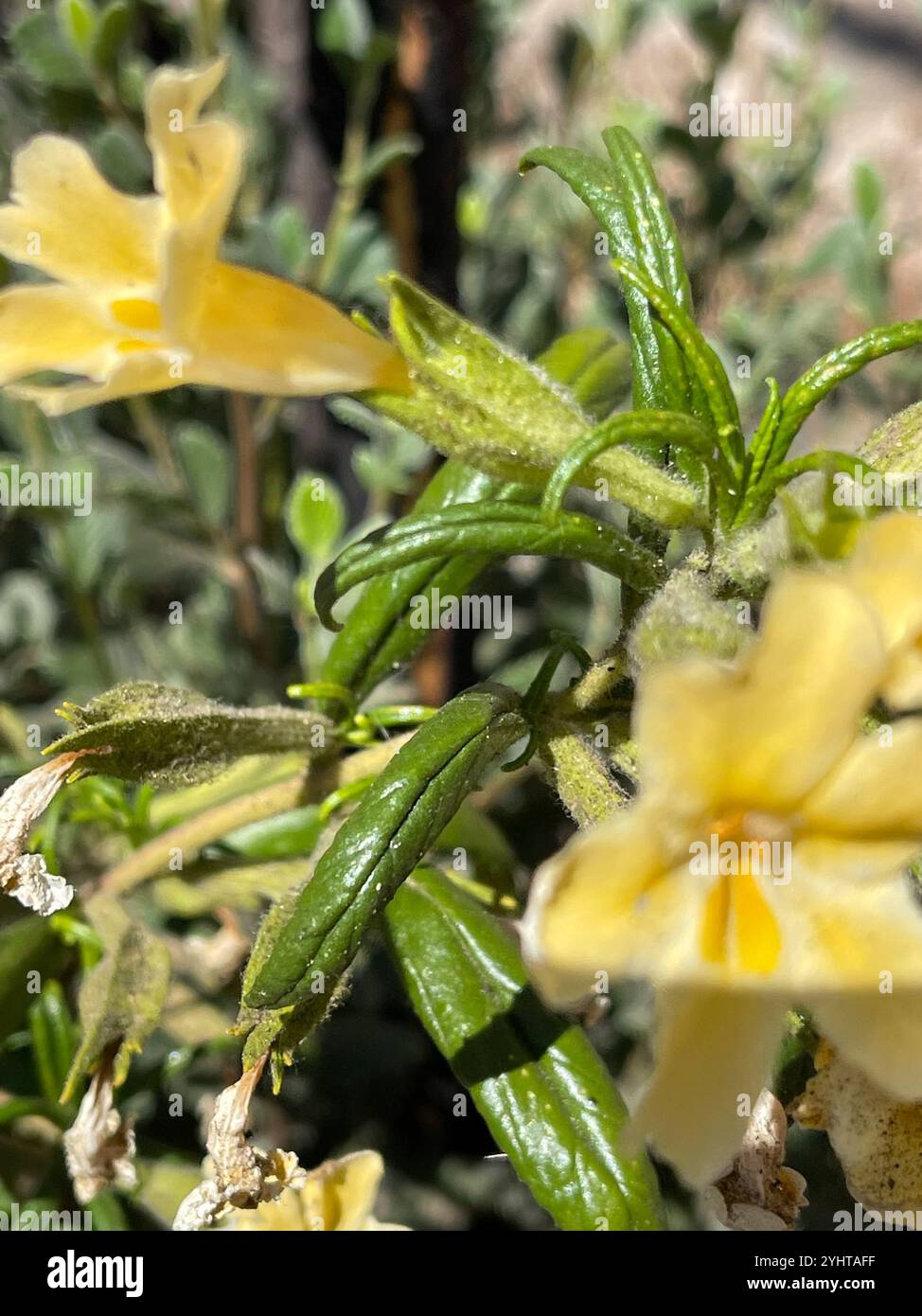 Südbuschaffenblume (Diplacus longiflorus) Stockfoto