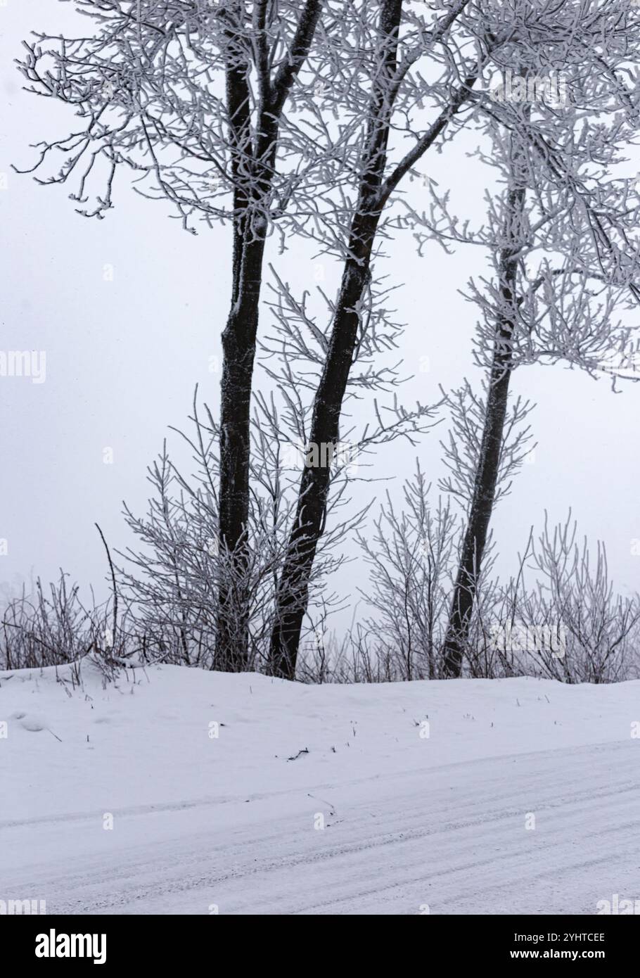 Leere verschneite Straße im Wald Stockfoto