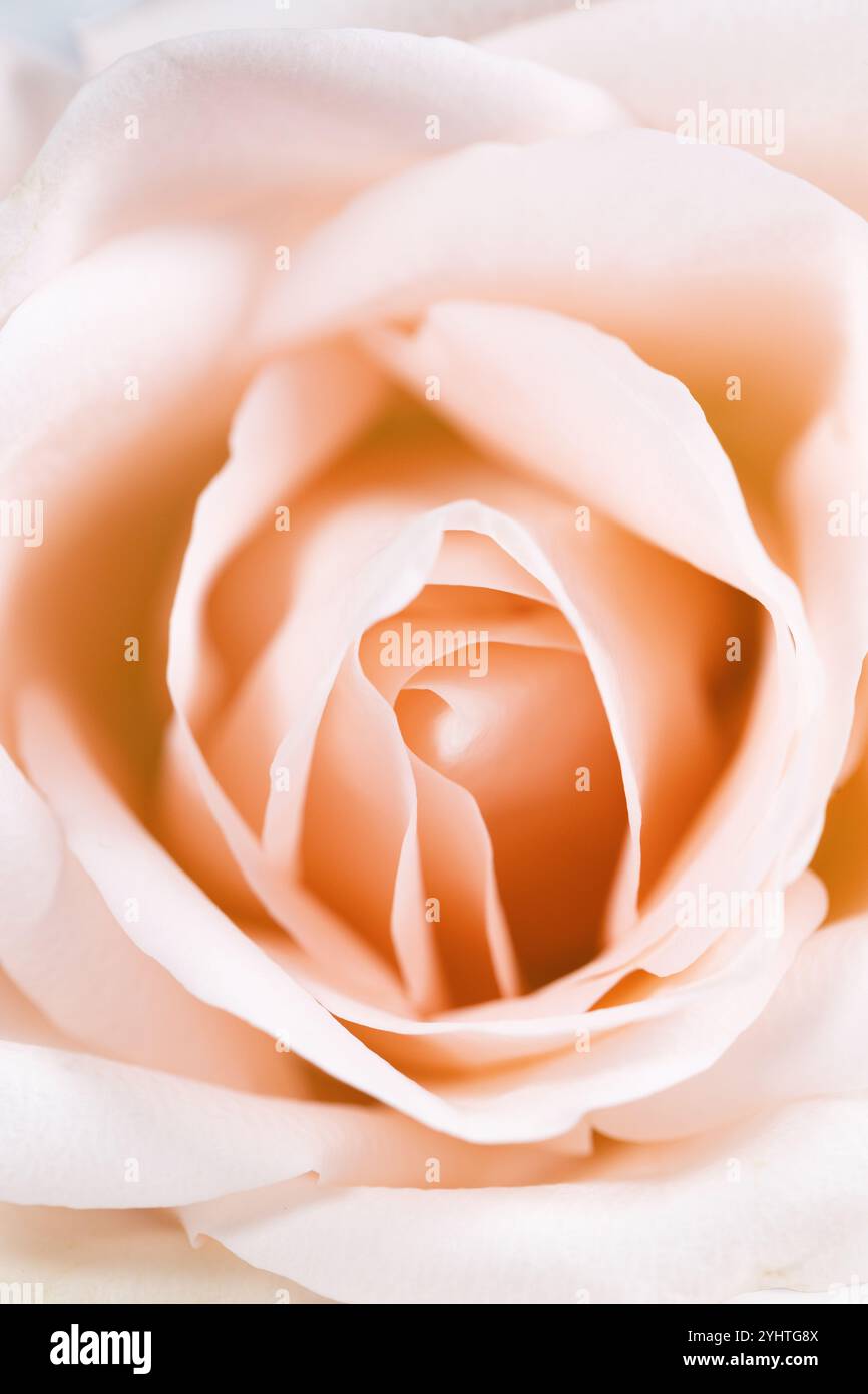 Äußerste Nahaufnahme der Innenseite einer blassrosa Rose. Stockfoto