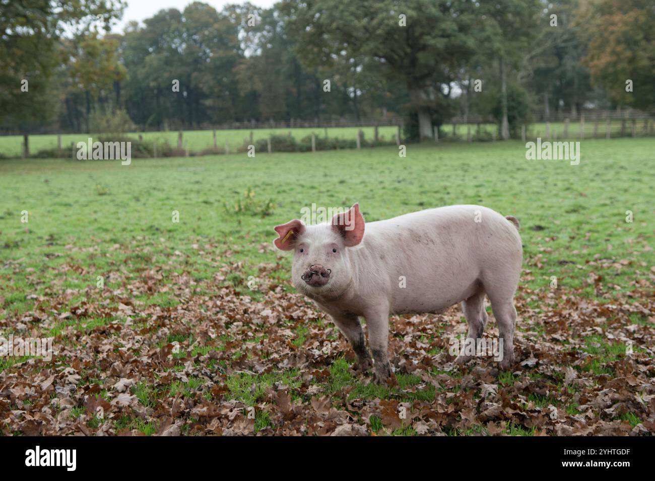 Freilandschwein, etwa drei Monate alt, auf einem Bauernhof im New Forest während der Pfannage-Saison, meist im Herbst. Sie dürfen die Eicheln, die für Pferde giftig sind, staunen und essen. Hampshire England 2024 2020er Jahre UK HOMER SYKES. Stockfoto