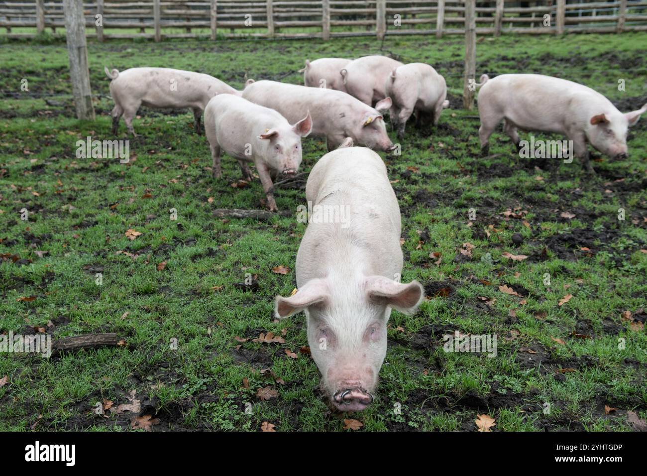 Freilandschweine, die etwa drei Monate alt sind, auf einem Bauernhof im New Forest während der Pfannagesaison, meist im Herbst. Sie dürfen die Eicheln, die für Pferde giftig sind, staunen und essen. Hampshire England 2024 2020er Jahre UK HOMER SYKES. Stockfoto