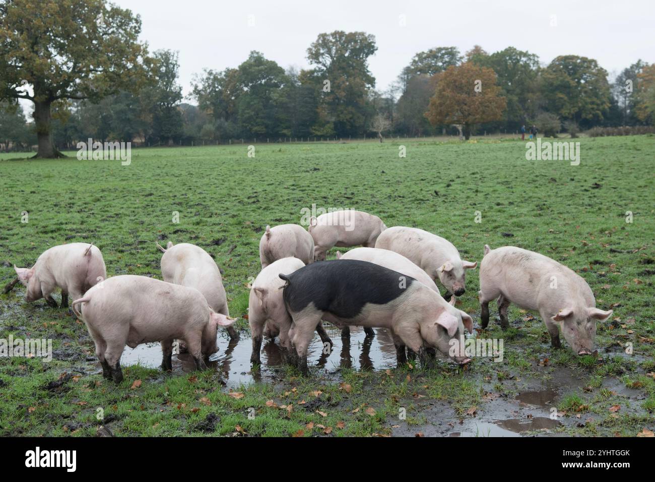 Etwa drei Monate alte Freilandschweine auf einem Bauernhof im New Forest während der Pfannage-Saison, meist im Herbst. Sie dürfen die Eicheln, die für Pferde giftig sind, staunen und essen. Hampshire England 2024 2020er Jahre UK HOMER SYKES. Stockfoto