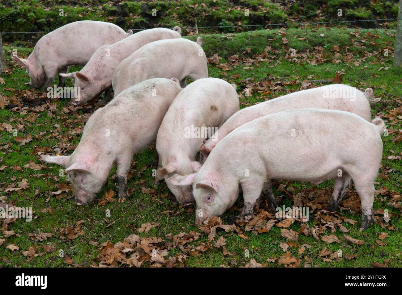 Etwa drei Monate alte Freilandschweine auf einem Bauernhof im New Forest während der Pfannage-Saison, meist im Herbst. Sie dürfen die Eicheln, die für Pferde giftig sind, staunen und essen. Hampshire England 2024 2020er Jahre UK HOMER SYKES. Stockfoto