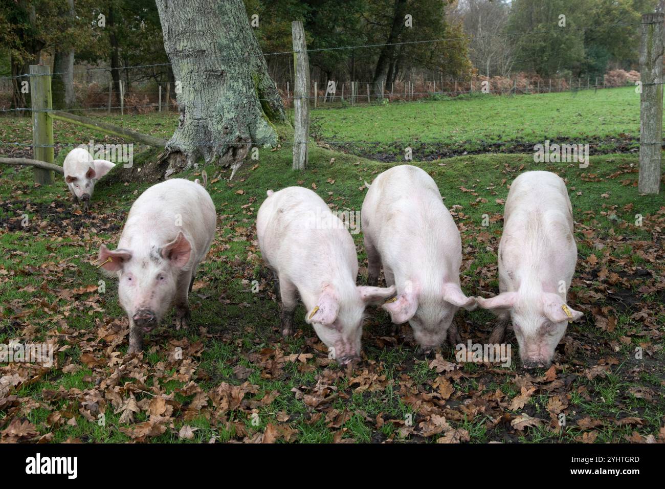 Pannage-Schweine auf einem Bauernhof im New Forest während der Pannage-Saison, normalerweise im Herbst. Sie dürfen die Eicheln, die für Pferde giftig sind, staunen und essen. Hampshire, England 2024 2020er Jahre, Großbritannien HOMER SYKES. Stockfoto