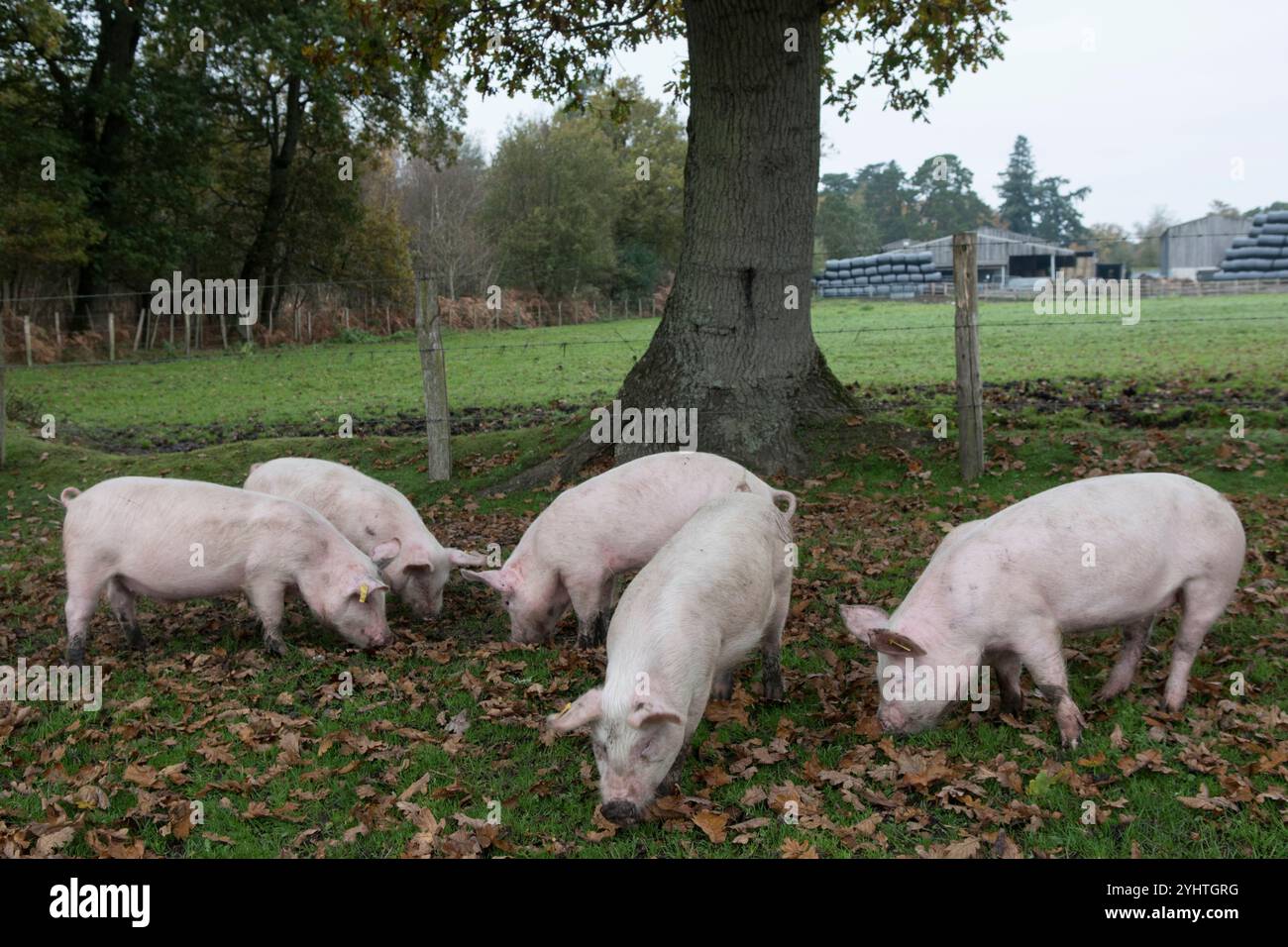Pannage-Schweine auf einem Bauernhof im New Forest während der Pannage-Saison, normalerweise im Herbst. Sie dürfen die Eicheln, die für Pferde giftig sind, staunen und essen. Hampshire, England 2024 2020er Jahre, Großbritannien HOMER SYKES. Stockfoto