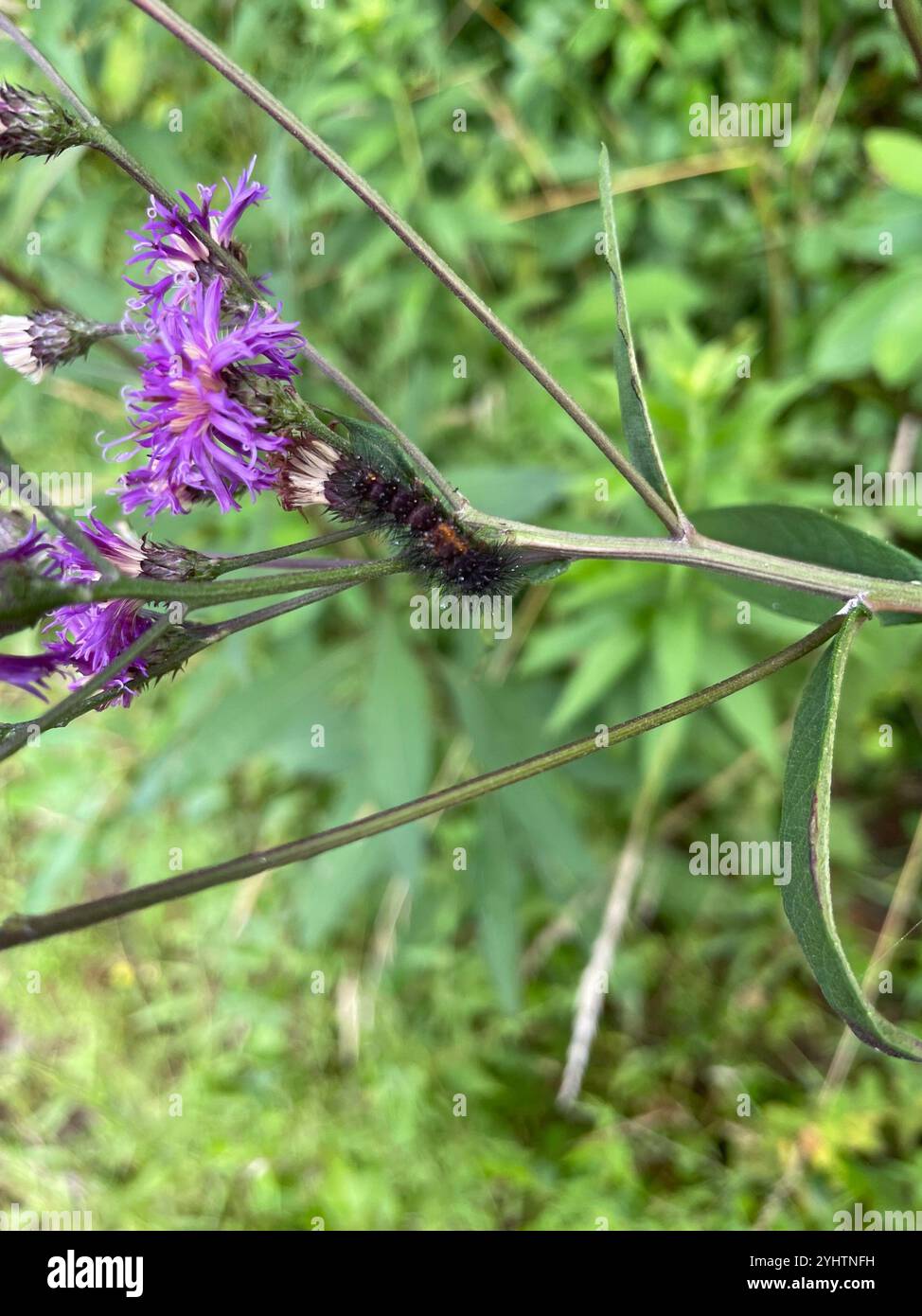 Riesige Leopardenmote (Hypercompe scribonia) Stockfoto