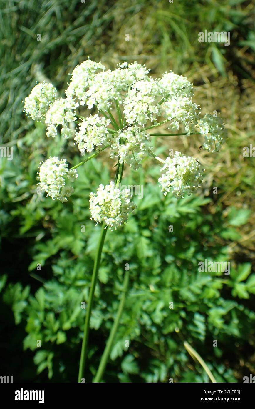 Gray's Lovage (Ligusticum grayi) Stockfoto