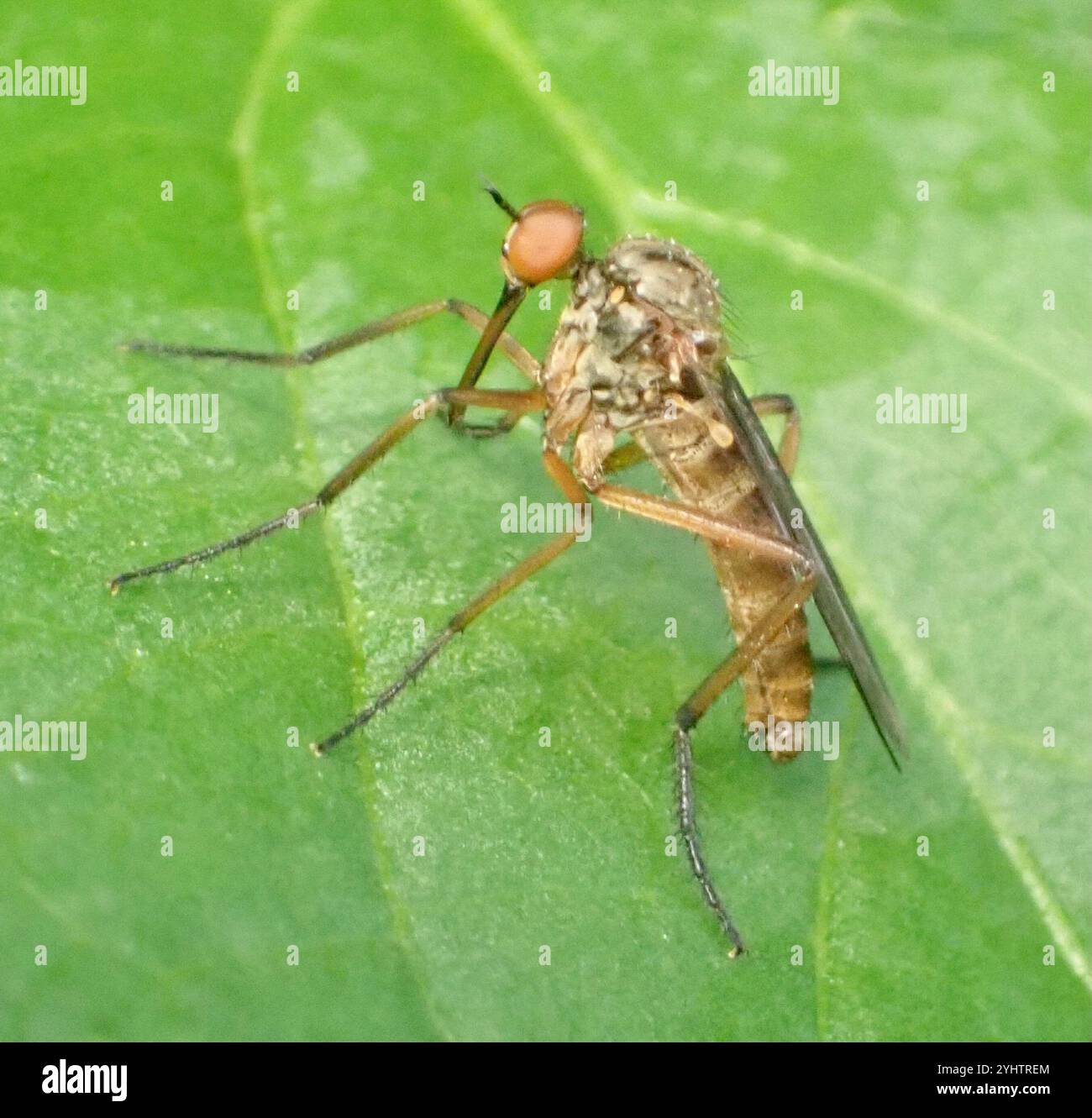 (Empis livida) Stockfoto