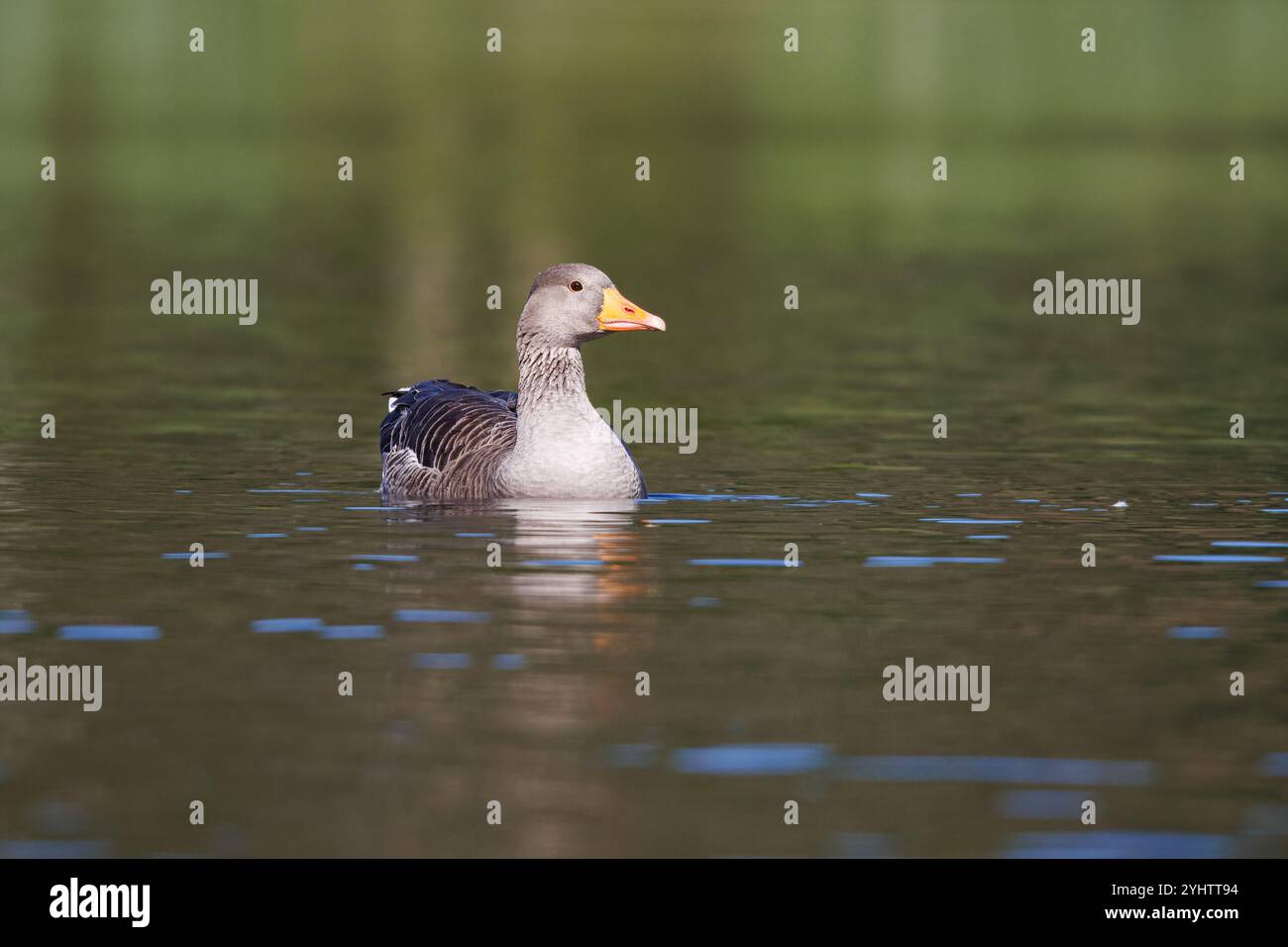 Graugans, wissenschaftlicher Name (Anser anser). Die Beobachtung einer Gänsenherde bietet unvergessliche Spektakel. Stockfoto