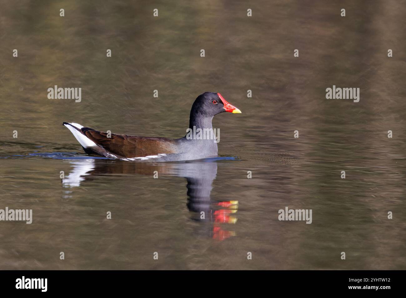 Moorhen, wissenschaftliche Bezeichnung (Gallinula chloropus). Ein Moorhen, das allein im ruhigen Wasser eines Sees schwimmt. Stockfoto