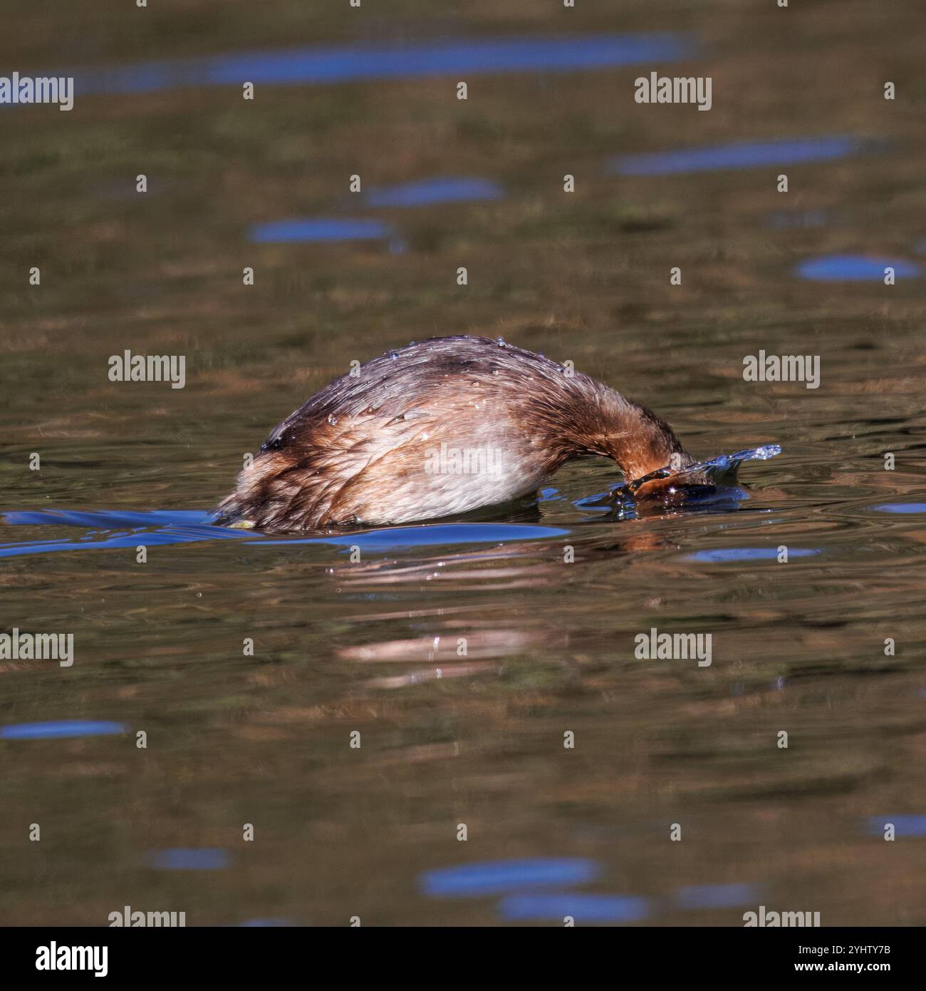 Little Grebe, wissenschaftlicher Name (Tachybaptus ruficollis). Kleiner Wasservogel, der immer von einer Seite zur anderen im Wasser taucht. Stockfoto