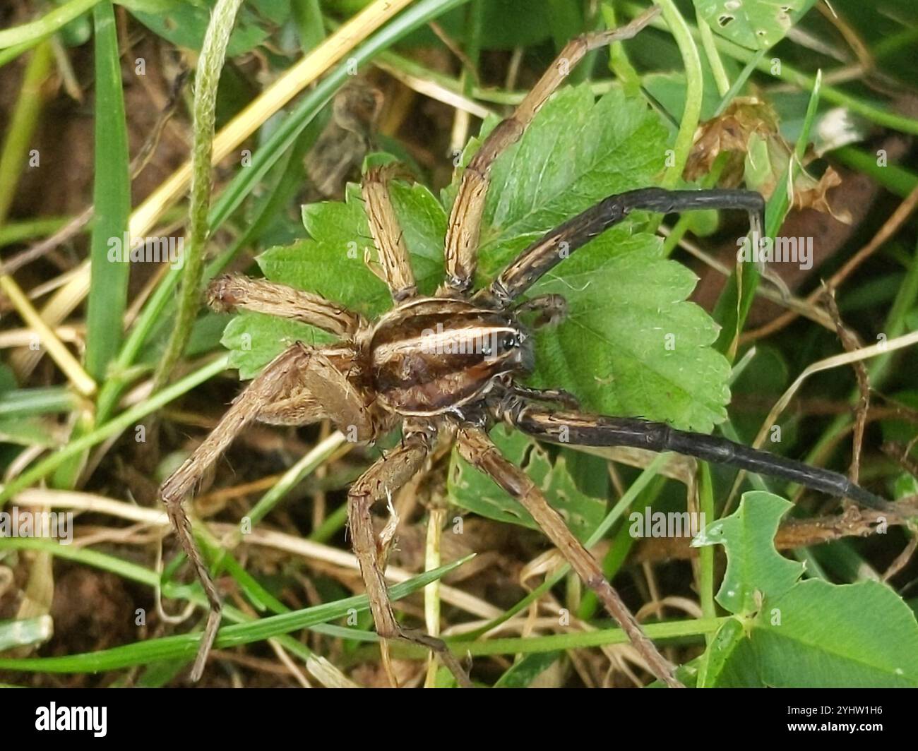 Tollwütige Wolfsspinne (rabidosa rabida) Stockfoto