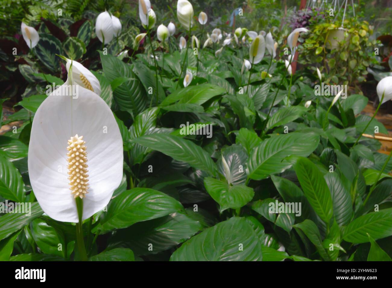 Weiße Friedenslilien mit sattgrünen Blättern schaffen eine ruhige und lebendige Gartenszene. Die Blüten verlängerte Spathes und zentrale Spadices stechen hervor Stockfoto