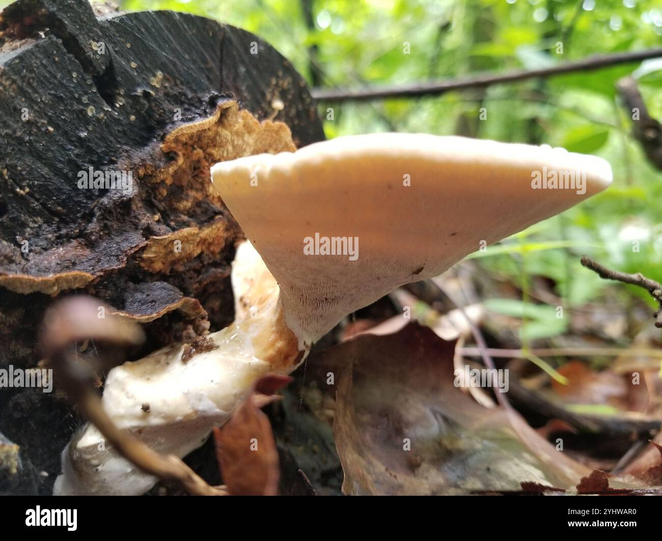 Weißkäse Polypore (Tyromyces chioneus) Stockfoto