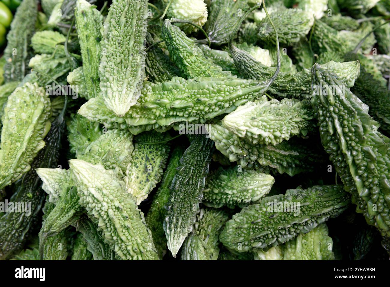 Frisch geerntete rohe indische Bitter Melon, Bitter Gourd oder Bitter Apfel auf einem lokalen Bauernmarkt in Jaipur, Indien. Stockfoto