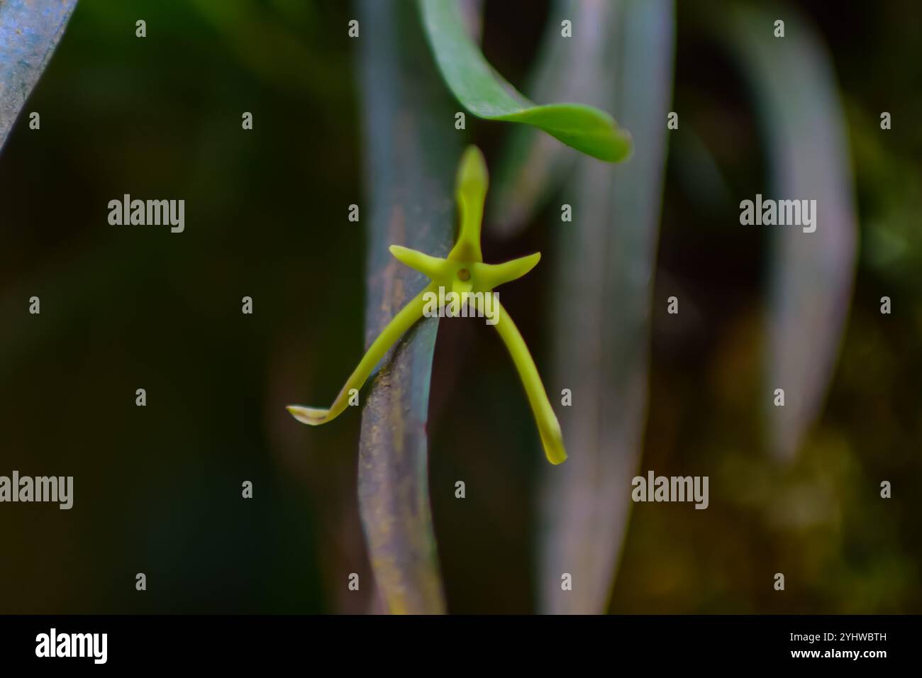 Cryptocentrum latifolium, eine Orchideenart in Monterey, Costa Rica Stockfoto