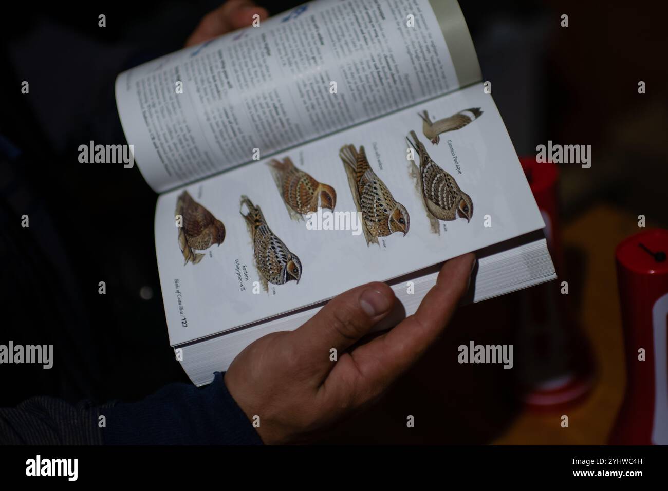 Die Vögel von Costa Rica Buch von Richard Garrigues und Robert Dean Stockfoto