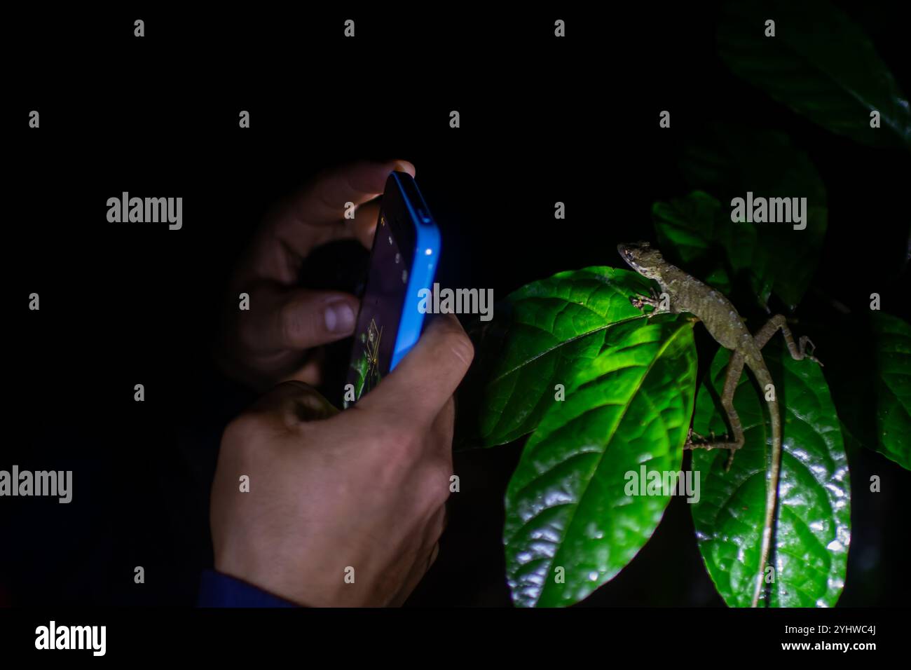 George vom Cloud Forest, Reiseleiter und Tierspezialist, macht ein Foto mit einem Smartphone von einer Anole-Eidechse auf einem Blatt bei Nacht, Costa Rica Stockfoto