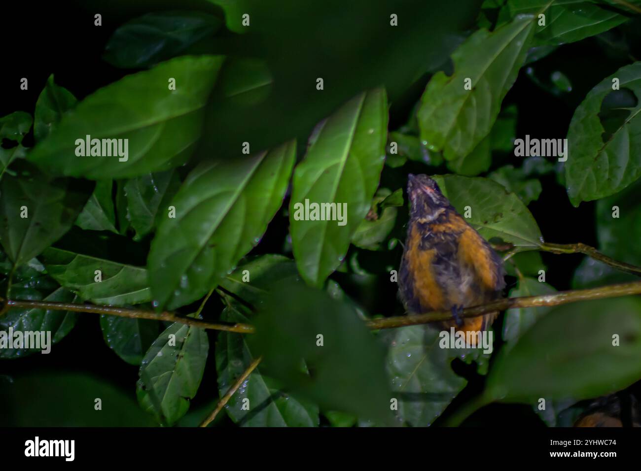 Nächtliche Fauna-Tour in Monteverde, Costa Rica Stockfoto