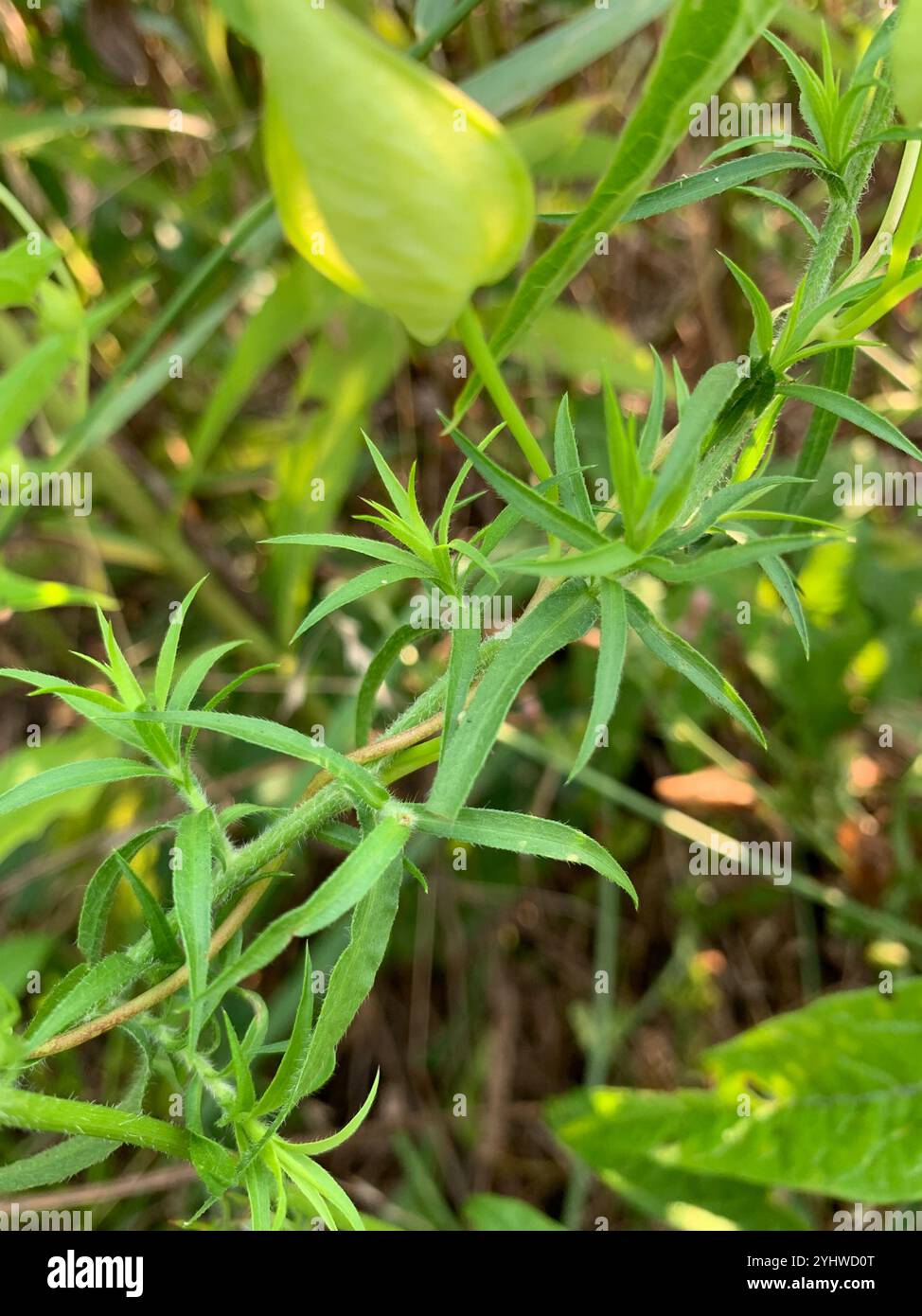 Haarige weiße oldfield Aster (Symphyotrichum pilosum) Stockfoto