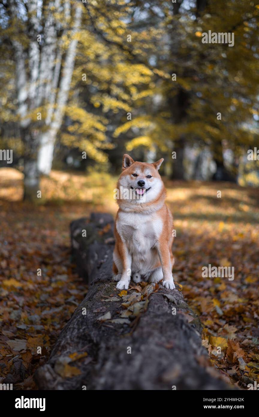 Ein Red Shiba Inu Hund sitzt auf einem umgestürzten Baum am Par opn sonnigen oktobertag. Herbstliche Blätter bedeckten den Boden. Stockfoto