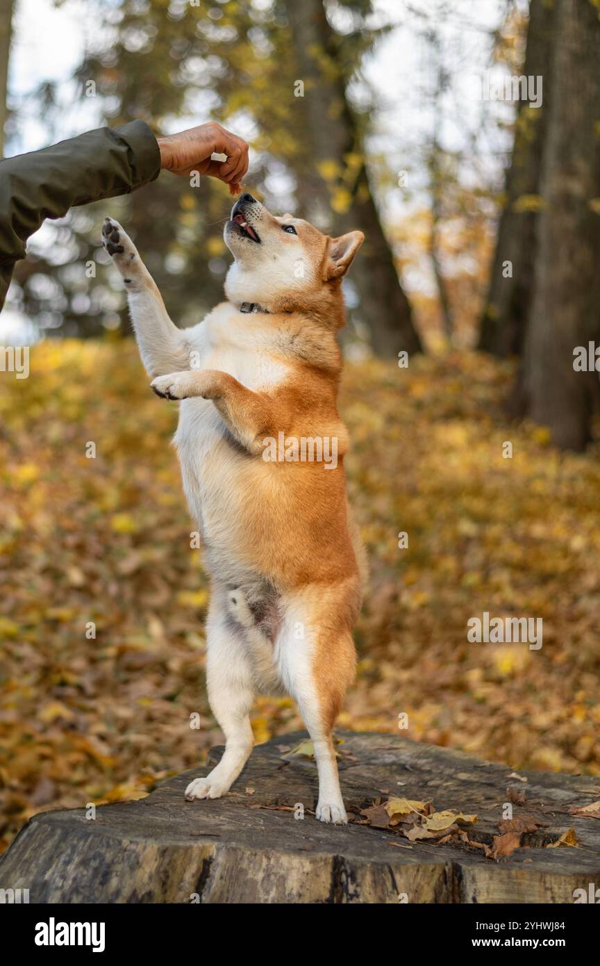 Shiba inu Hund greift an einem sonnigen Oktobertag in einem Park nach einem Stück getrockneter Ente in die Hand Stockfoto