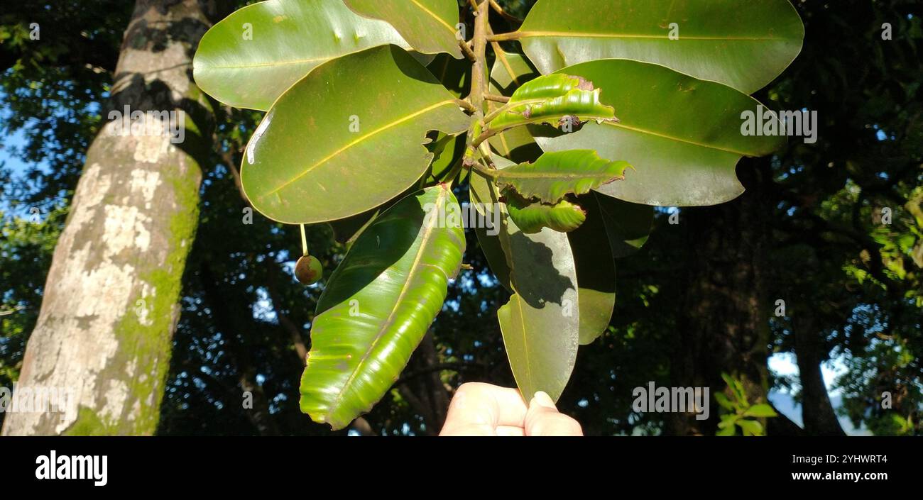 Alexandrinischer Lorbeer (Calophyllum inophyllum) Stockfoto