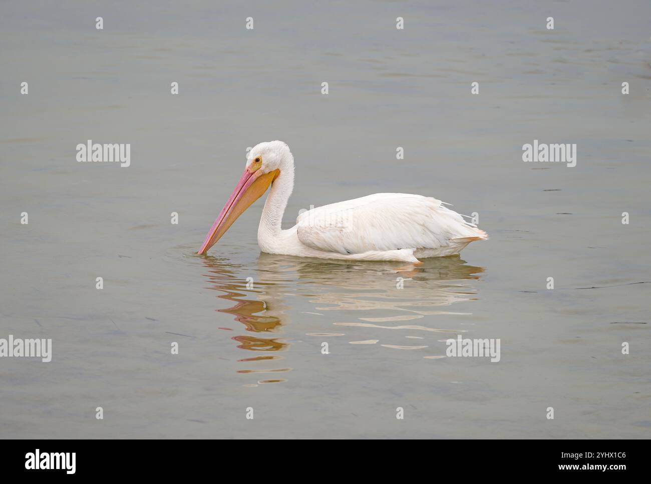 Amerikanischer weißer Pelikan in einem Tidal Pool in der Nähe von Port Aransas, Texas Stockfoto