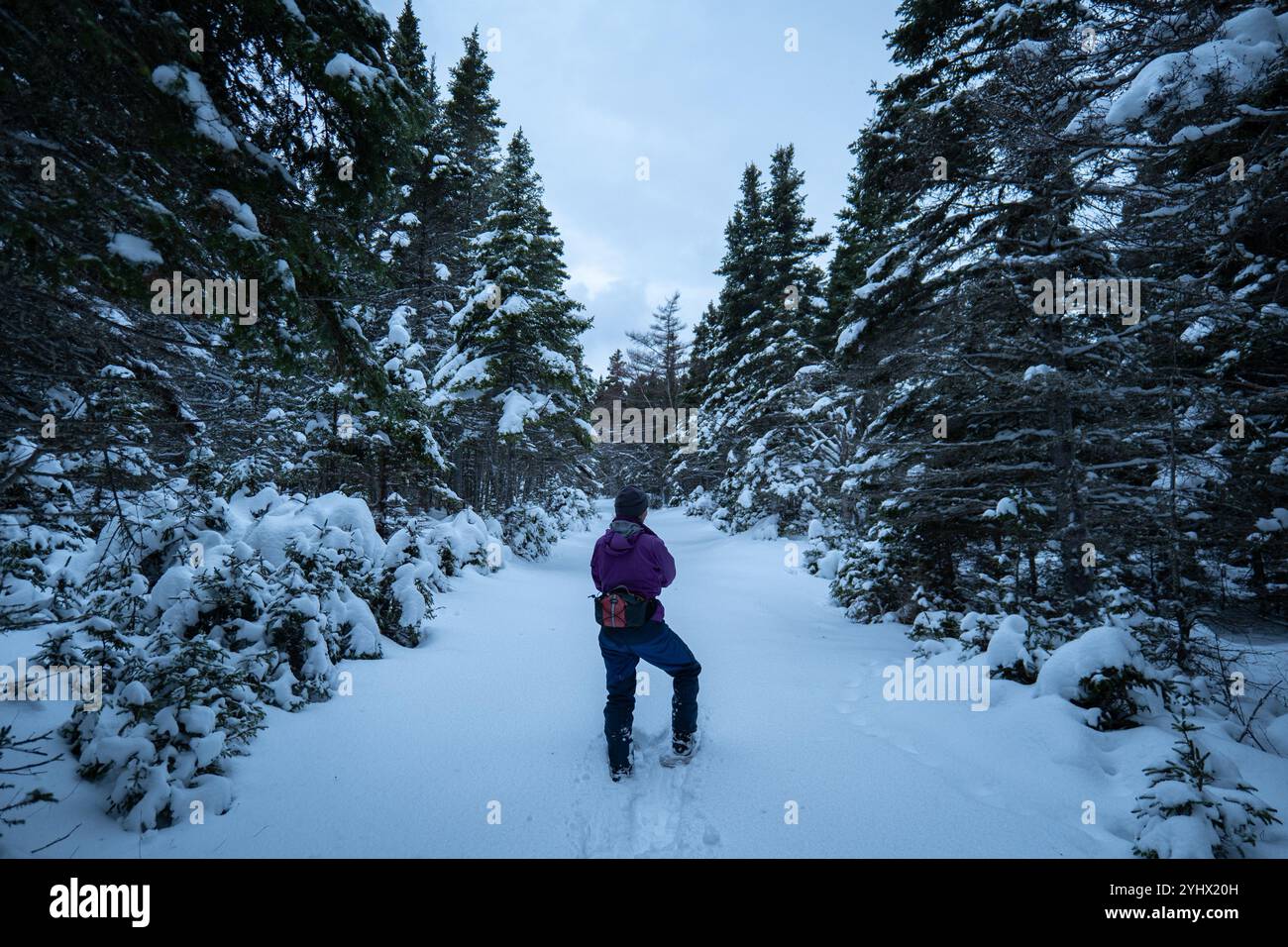 Eine Frau in lila Winterkleidung geht mit Schneeschuhen auf einem schneebedeckten Trail in den Wäldern von Anticosti Island, Quebec, Kanada Stockfoto Eine Frau in lila Winterkleidung geht mit Schneeschuhen auf einem schneebedeckten Trail in den Wäldern von Anticosti Island, Quebec, Kanada Stockfoto