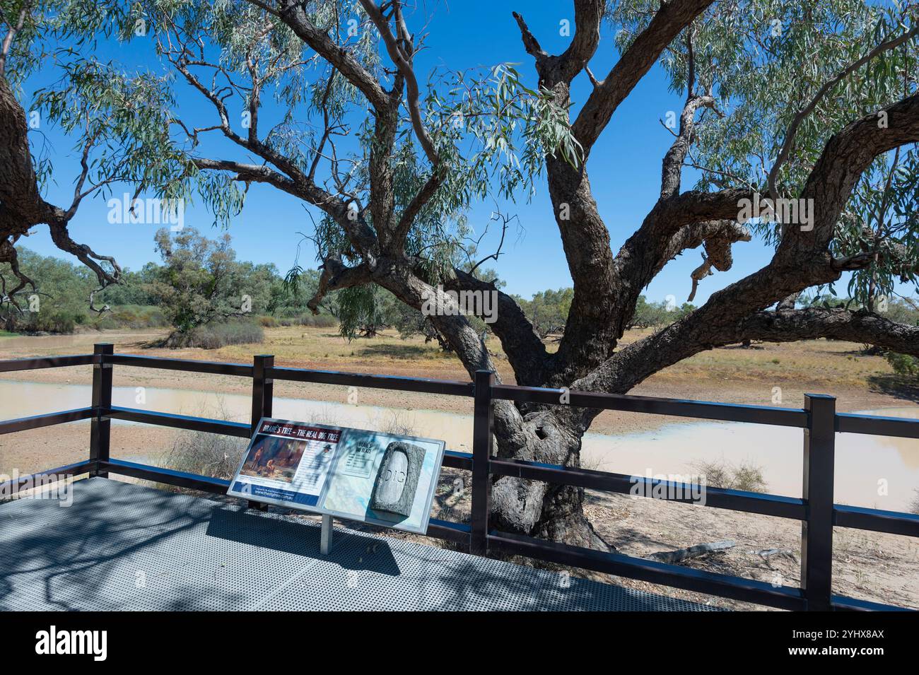 Brahe's Tree soll der echte Burke and Wills Dig Tree in der Nähe von Innamincka, South Australia, SA, Australien sein Stockfoto