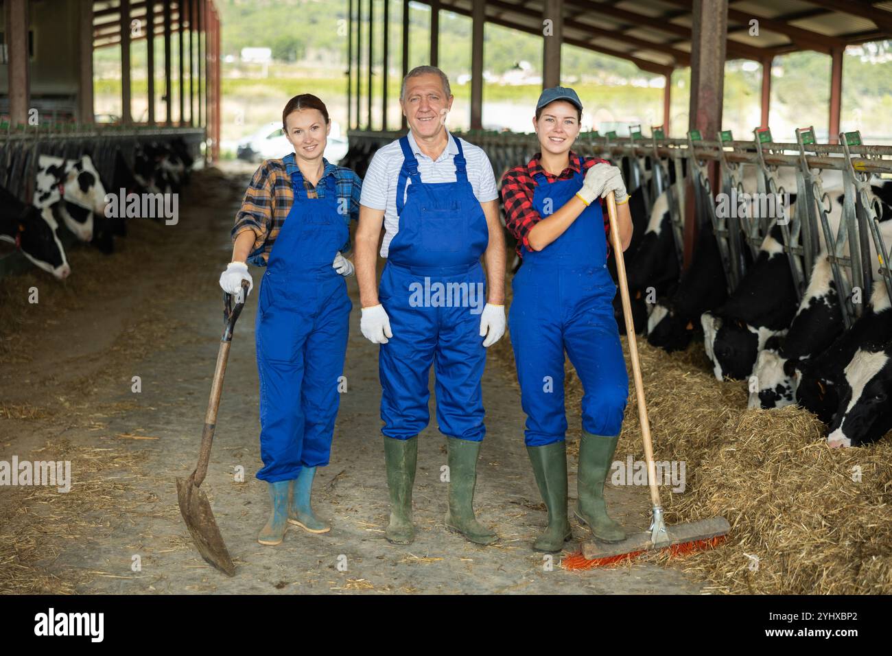 Mann und zwei Frauen, die im Kuhstall arbeiten Stockfoto