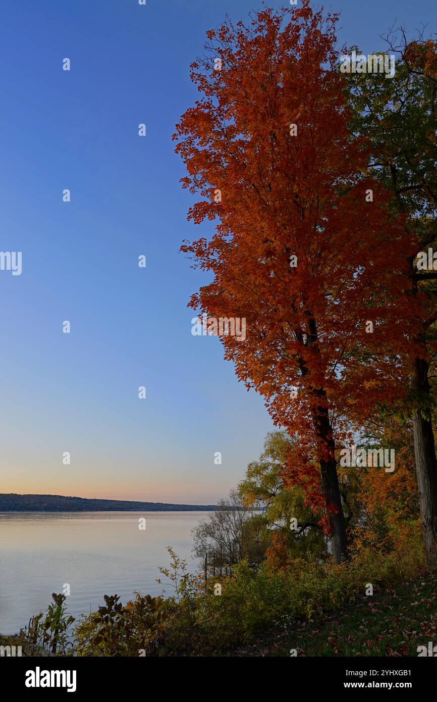 Leuchtender orangefarbener Baum am See im Herbst in New York Stockfoto
