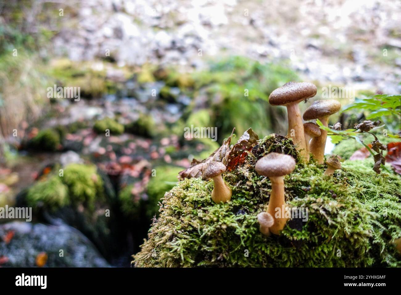 Pilzgruppe, die auf moosbedecktem Boden in einer Waldlandschaft mit verschwommenem natürlichen Hintergrund wächst Stockfoto