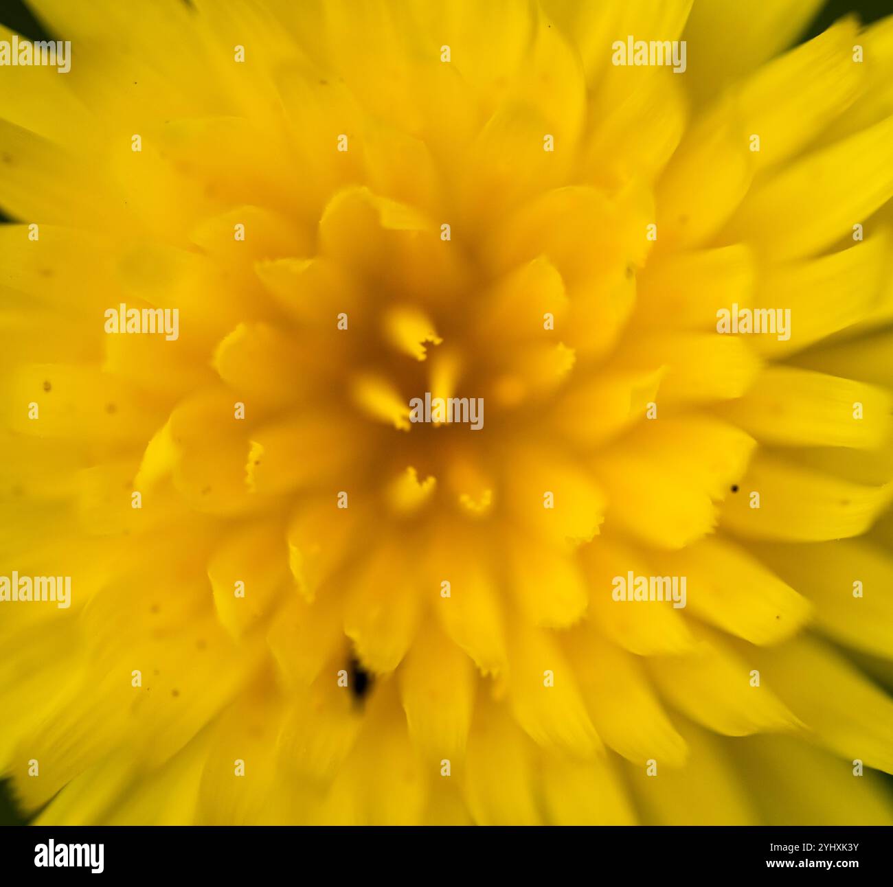 Shades of Yellow auf der anderen Seite des Center of Smooth Mountain Dandelion Bloom im Olympic National Park Stockfoto