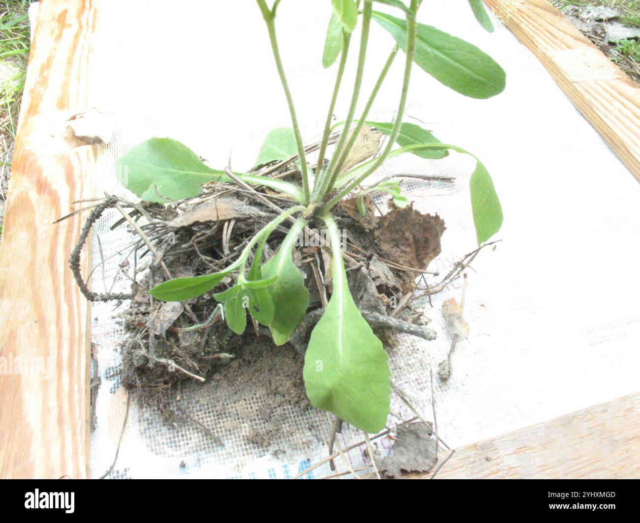 Sibirische Bellblume (Campanula sibirica) Stockfoto