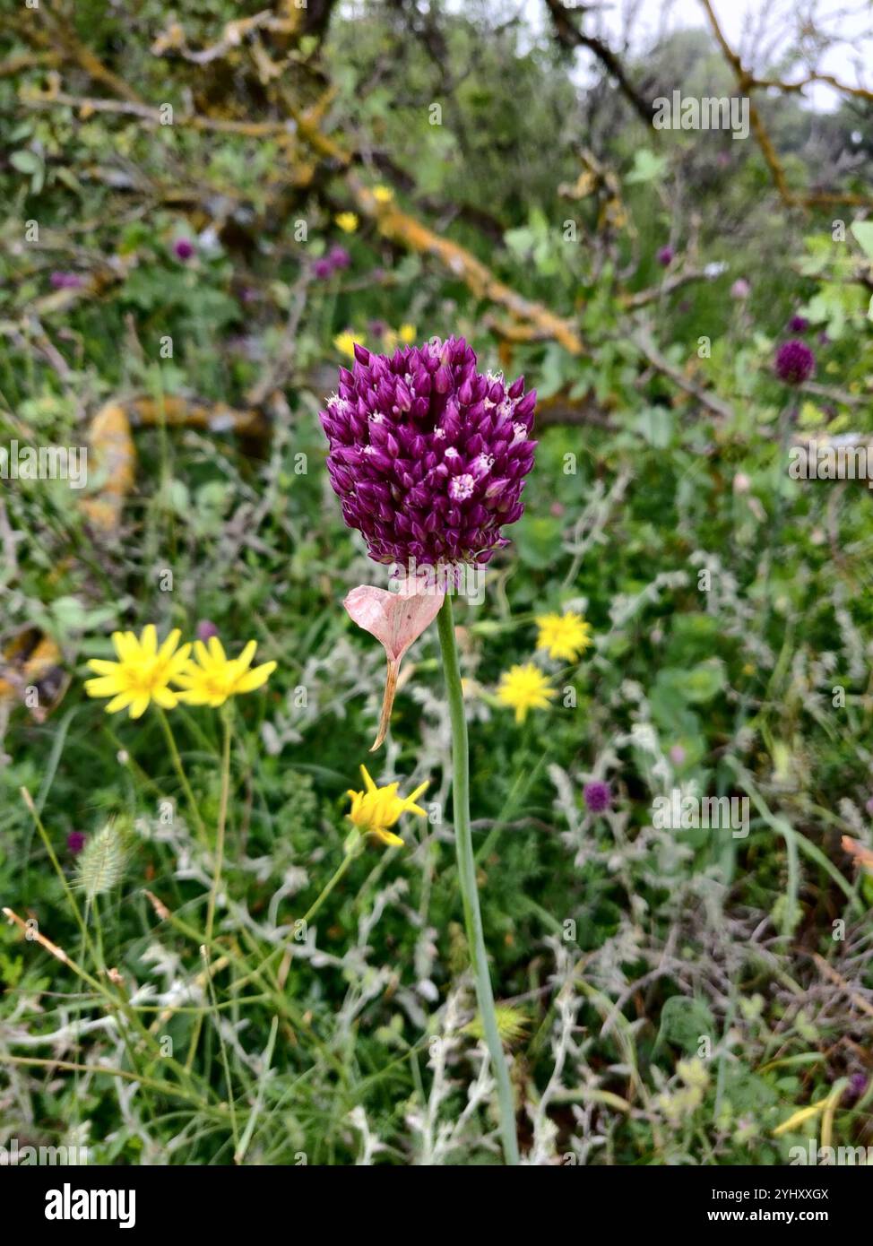 Violetter Knoblauch (Allium rotundum) Stockfoto